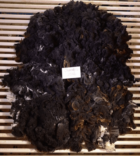 Screen Shot 2020-07-17 at 4.04.25 PM