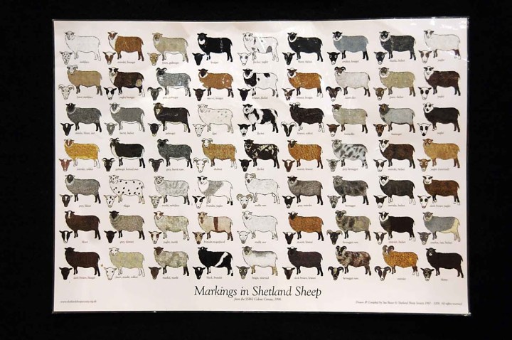 Blah Blah Black&nbsp;Sheep